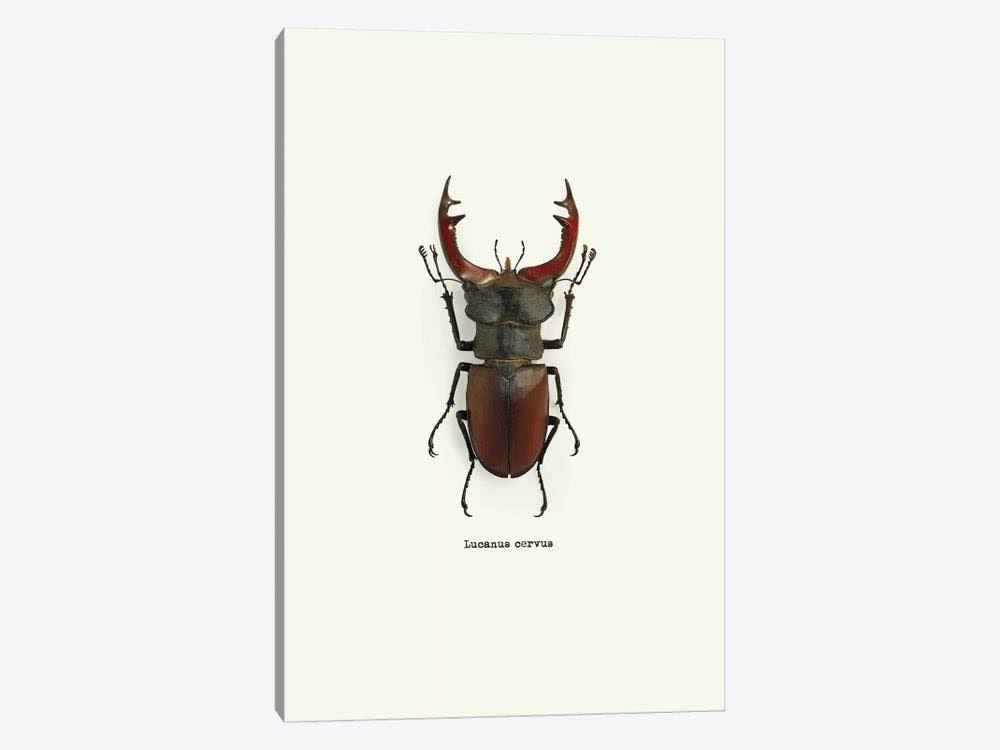 Lucanus Cervus Print Canvas Art X170