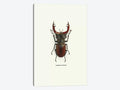 Lucanus Cervus Print Canvas Art X170