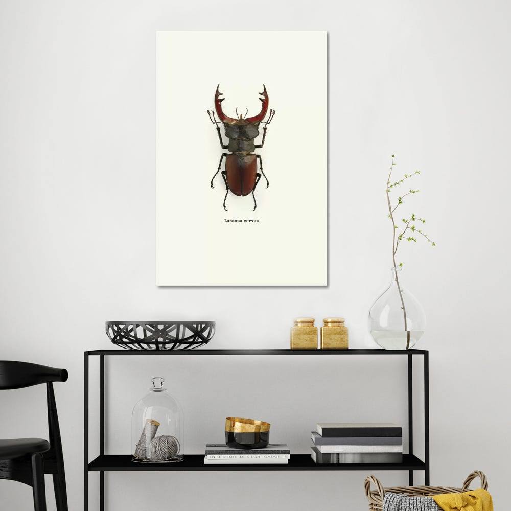 Lucanus Cervus Print Canvas Art X170